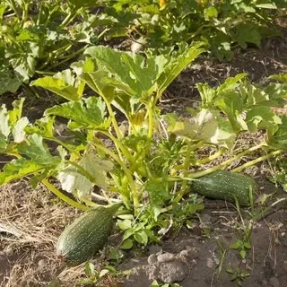 thumbnail for publication: Squash, Zucchini—Cucurbita pepo L.